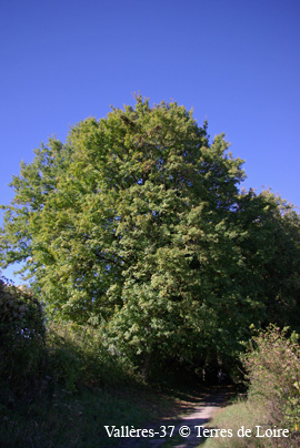 chSG105724