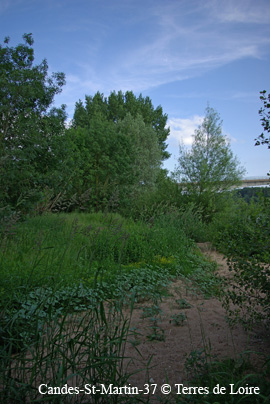 zySG100488