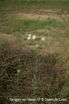 bfSG100387
