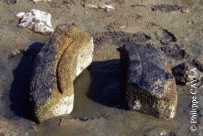 slide0030_image054