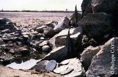 slide0035_image060