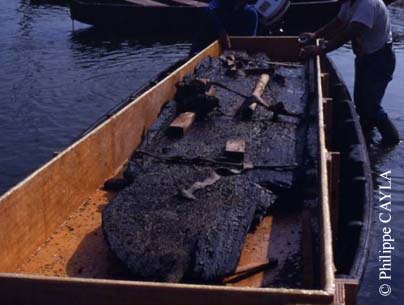 slide0004_image005