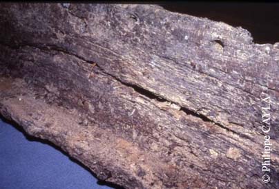 slide0011_image016