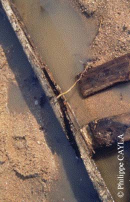 slide0028_image053