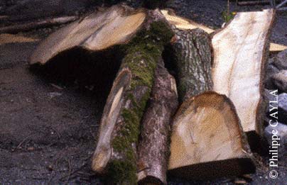 slide0005_image008