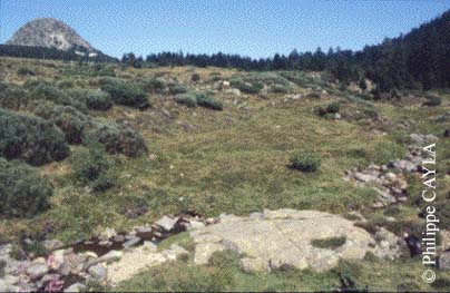 slide0025_image027