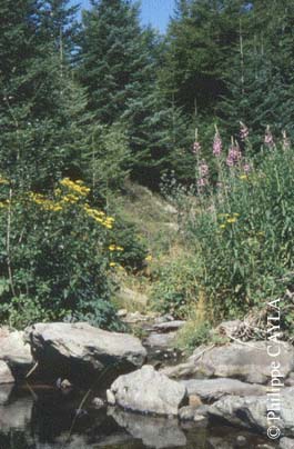 slide0025_image028