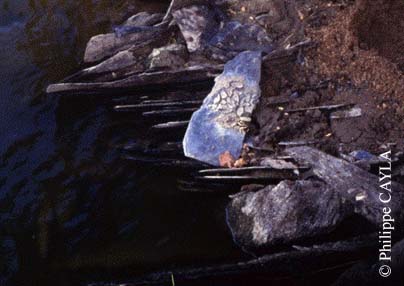 slide0049_image064