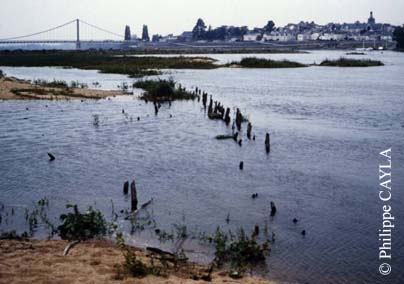 slide0065_image091