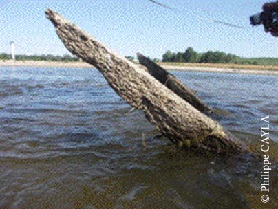 slide0080_image115
