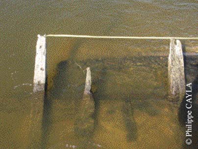 slide0080_image116