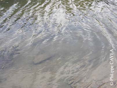 slide0127_image176