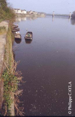 slide0061_image061