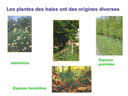 Slide0019