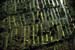 05-Potagers entoure#48207C