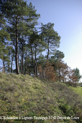 4c-0018-SG102899