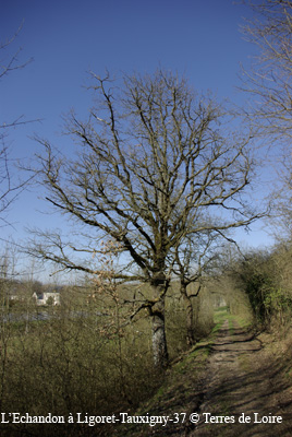 4c-0023-SG102935