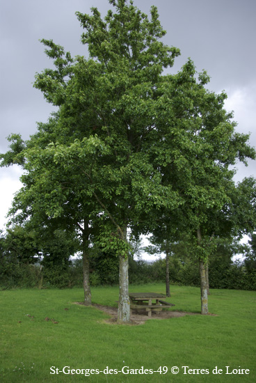 017-SG109311
