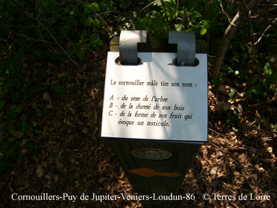 dSH100697 - copie