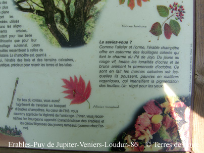 dSH100765 - copie