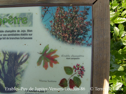 eSH100766 - copie